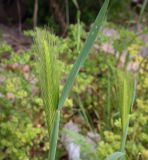 Hordeum leporinum. Соцветие. Абхазия, Гагрский р-н, с. Лдзаа, пустырь. 11.04.2024.