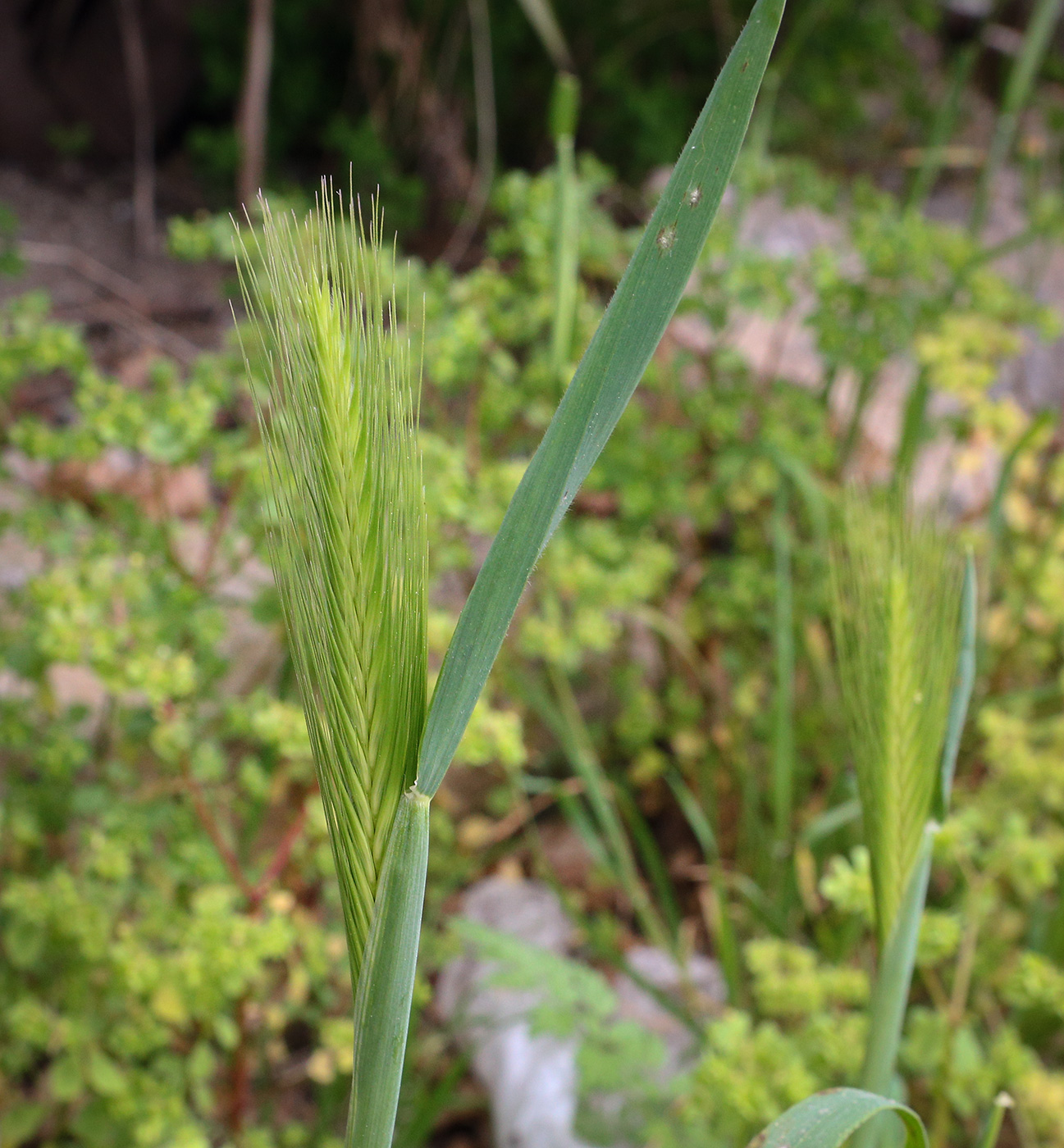 Image of Hordeum leporinum specimen.