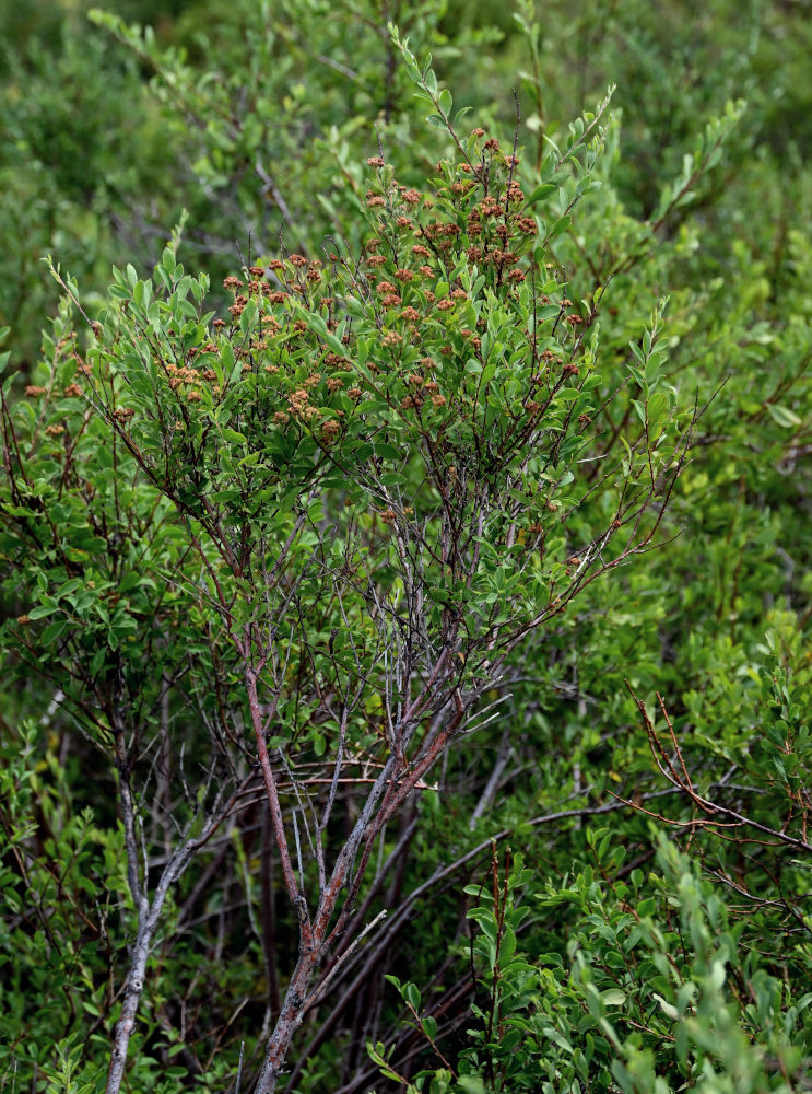 Изображение особи Spiraea hypericifolia.