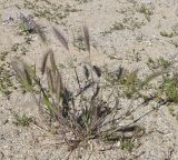 Hordeum leporinum