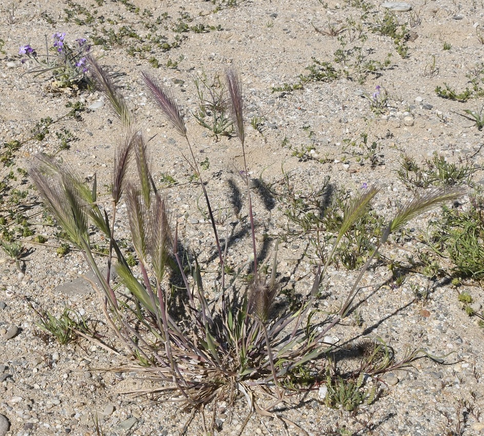 Изображение особи Hordeum leporinum.