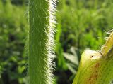 Heracleum sibiricum. Часть стебля. Коми, окр. г. Сыктывкар, долина р. Вычегда, Алёшино, луг на высоком берегу. 15.06.2010.