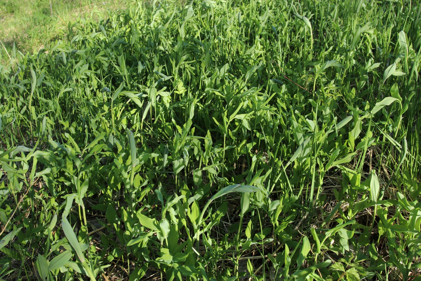 Image of Polygonatum odoratum specimen.