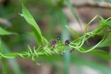 Vincetoxicum scandens