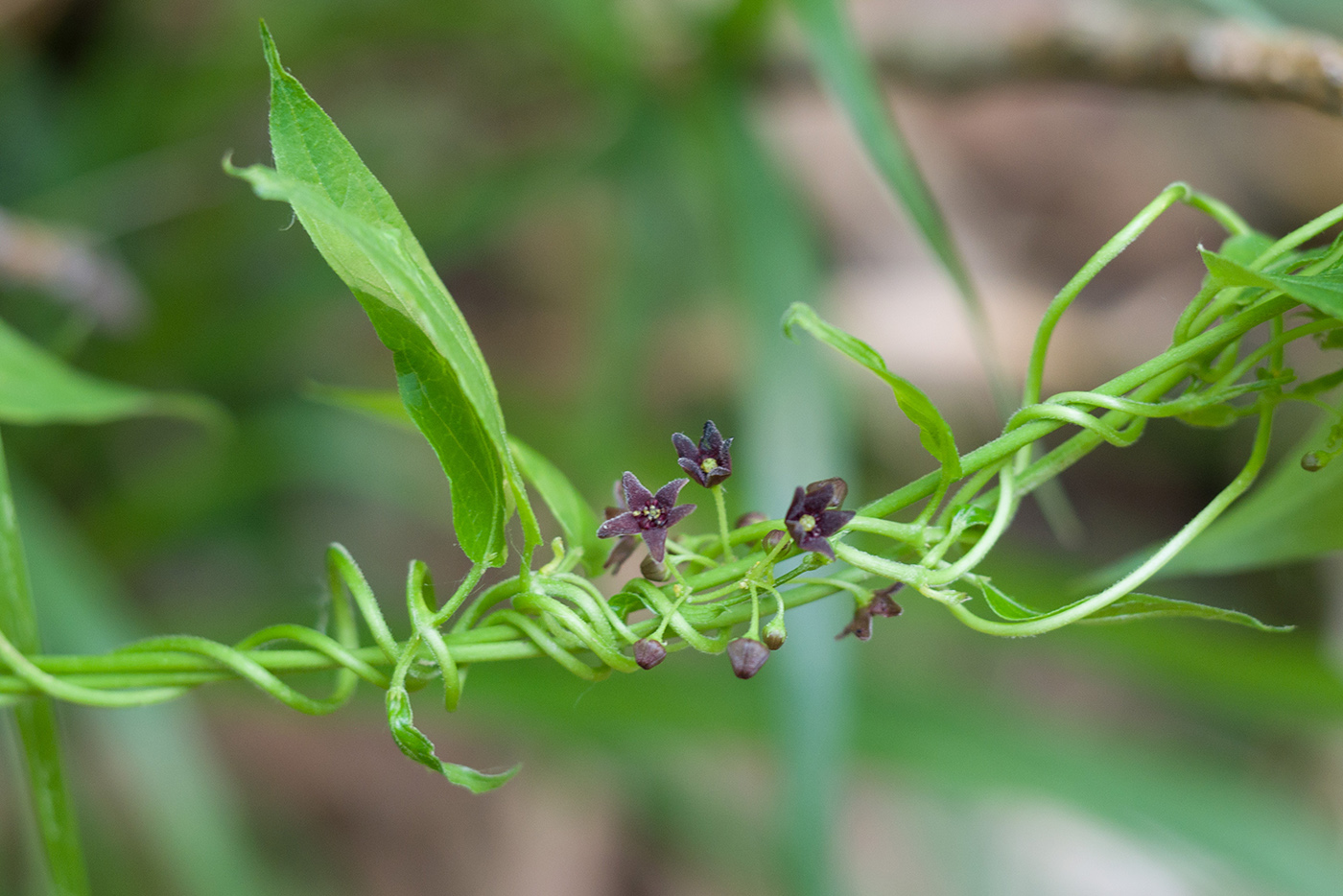 Image of Vincetoxicum scandens specimen.
