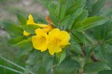 Tecoma stans
