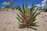 Astragalus rubtzovii