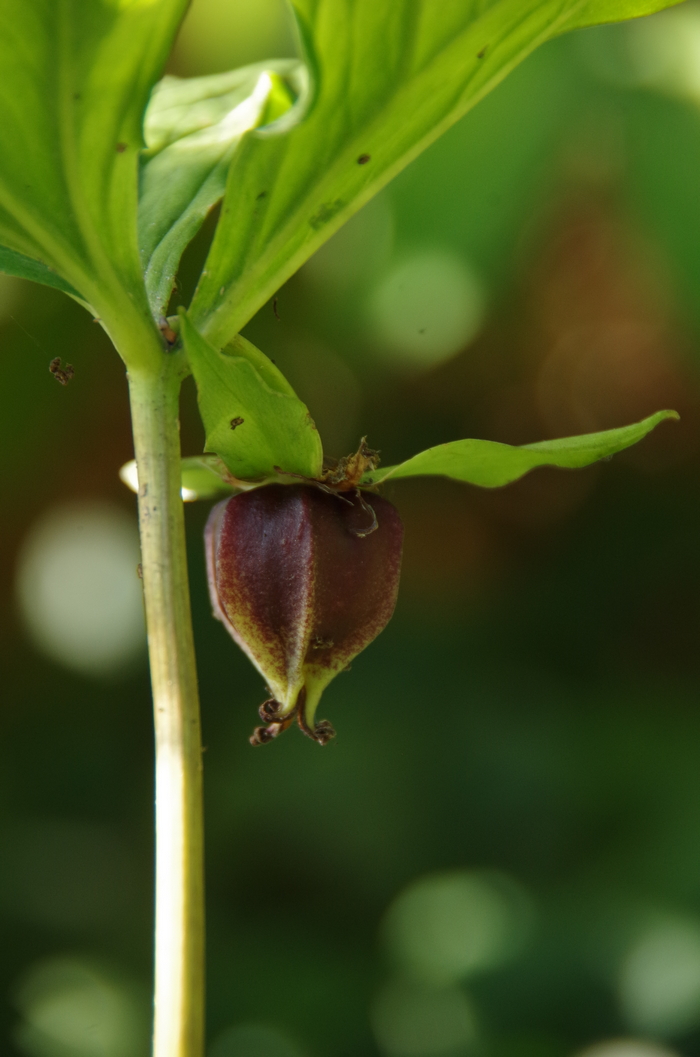 Изображение особи Trillium cernuum.