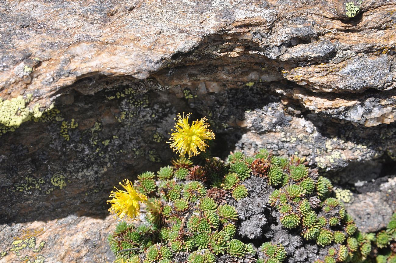 Image of Saxifraga scleropoda specimen.