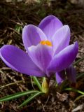 Crocus vernus