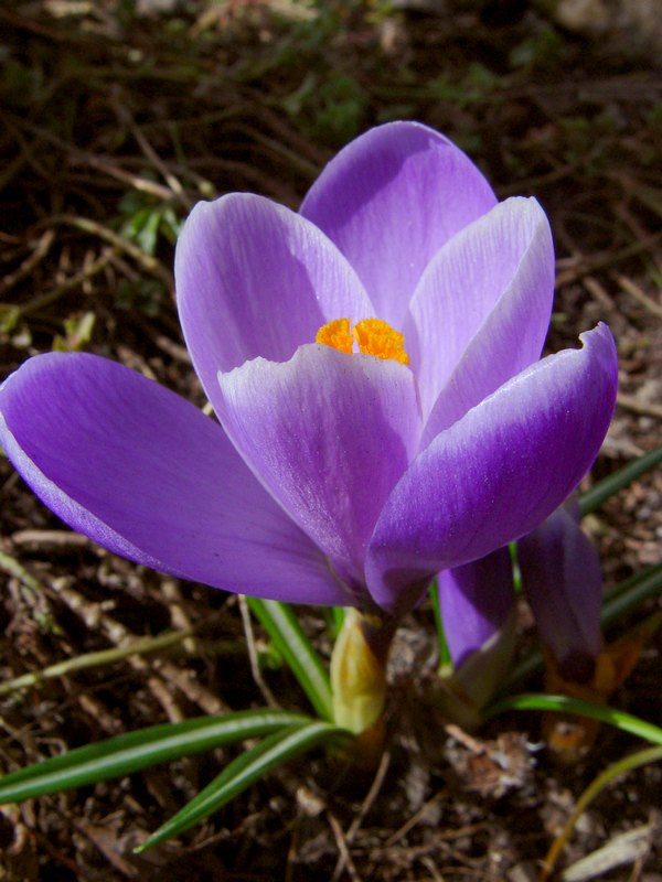 Изображение особи Crocus vernus.