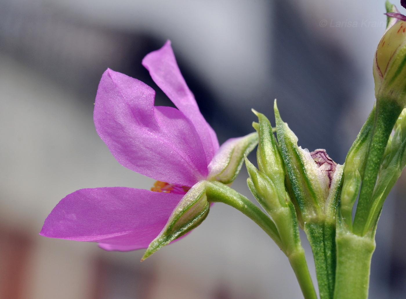 Изображение особи Talinum paniculatum.
