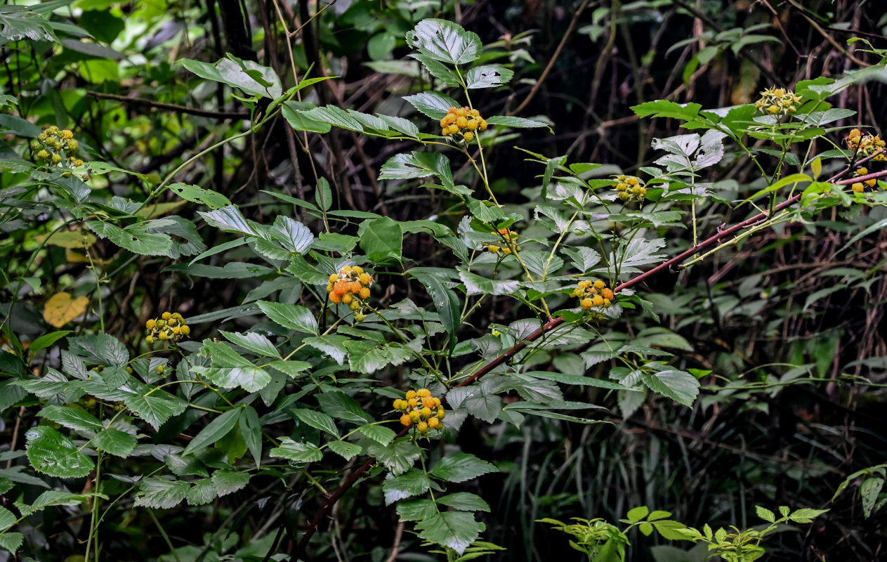 Изображение особи Rubus coreanus.
