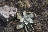 род Verbascum