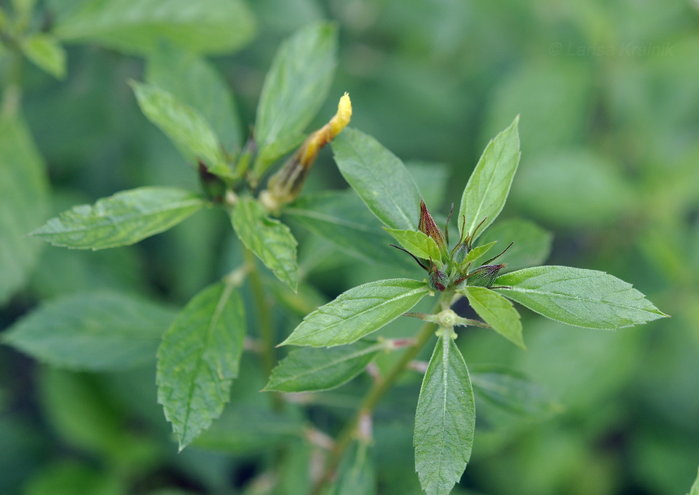 Изображение особи Turnera subulata.