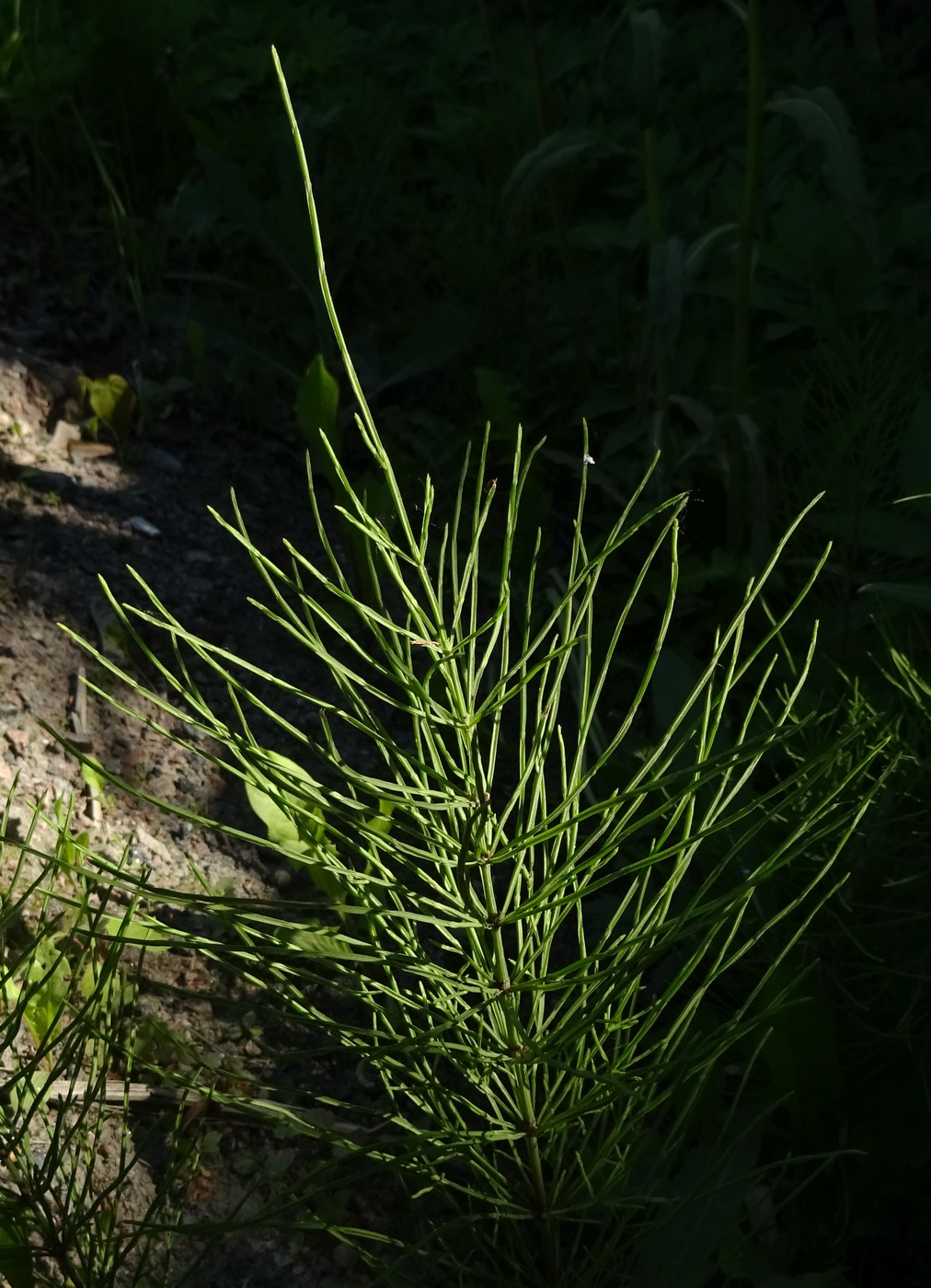 Image of Equisetum arvense specimen.