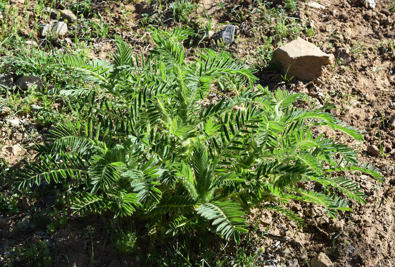 Изображение особи Astragalus sieversianus.