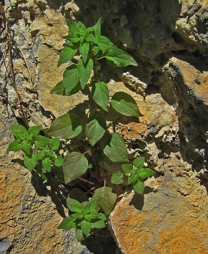 Image of Parietaria chersonensis specimen.