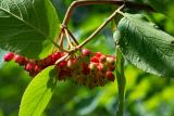 Viburnum lantana