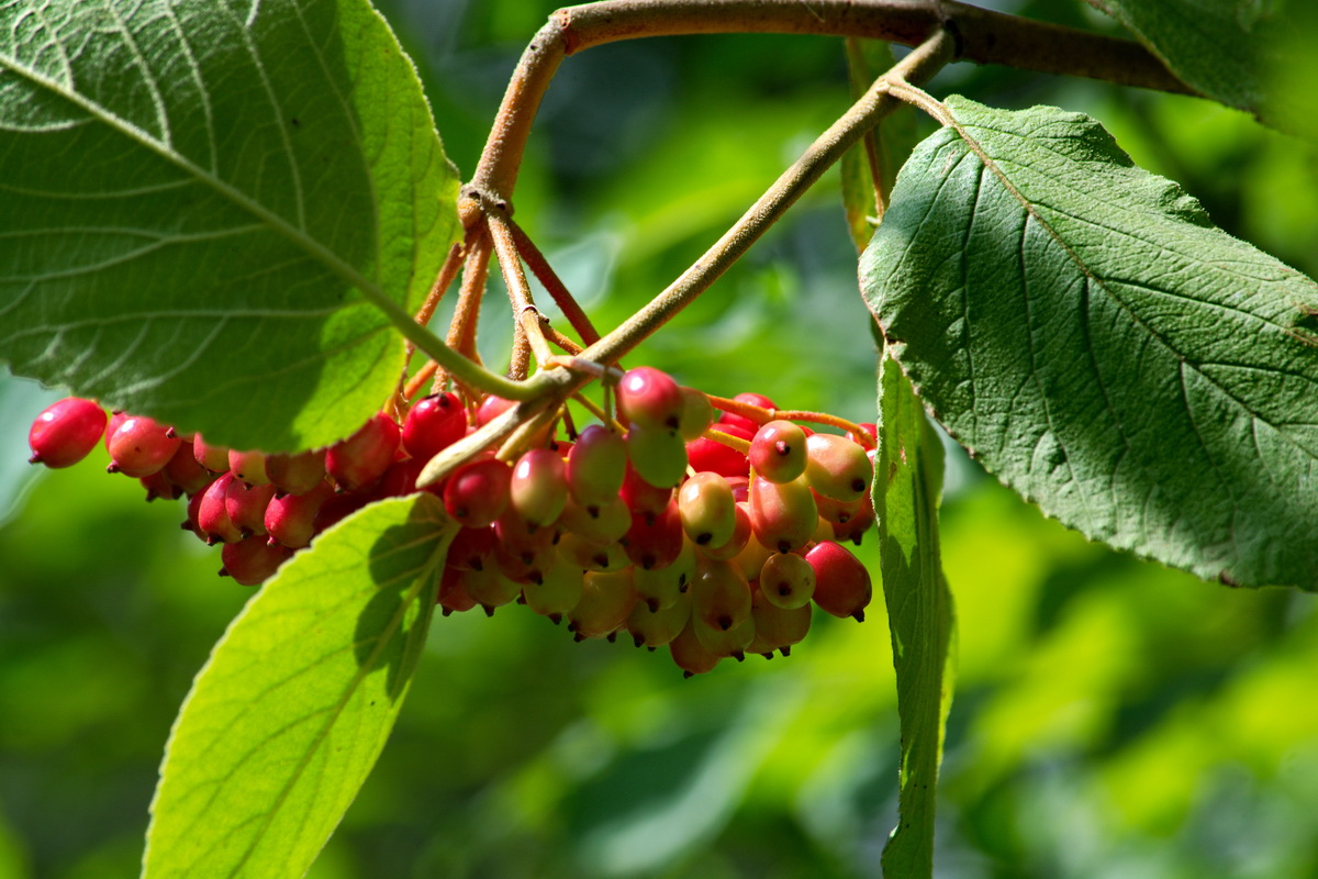 Image of Viburnum lantana specimen.