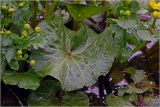 Caltha palustris. Лист. Московская обл., Раменский р-н, окр. дер. Хрипань, мелиорационная канава в смешанном лесу. 23.04.2025.
