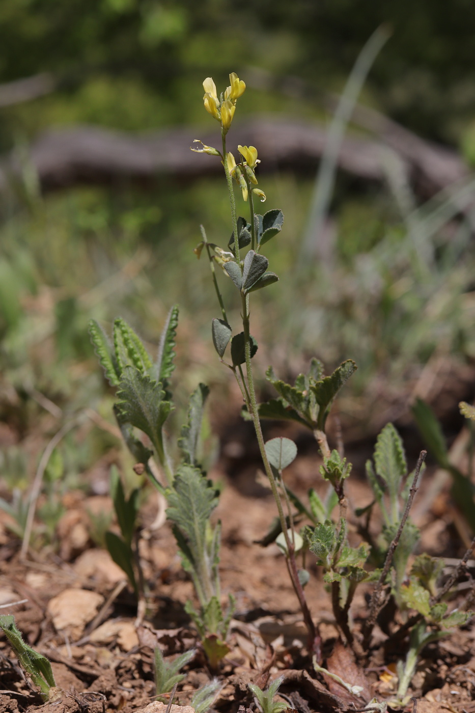 Image of Trigonella strangulata specimen.
