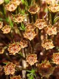 род Polytrichum