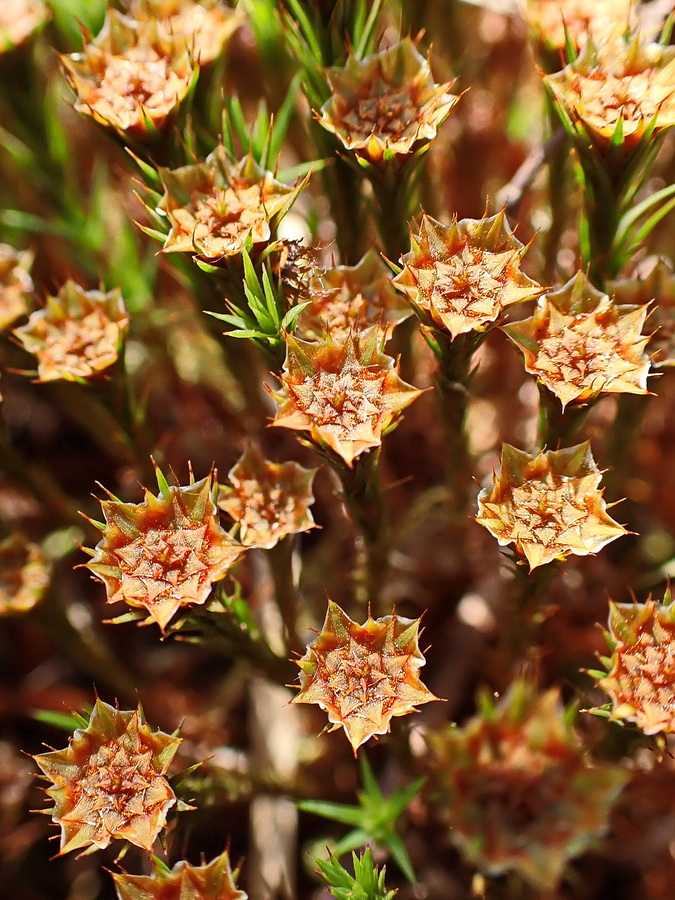Image of genus Polytrichum specimen.
