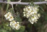View full-size image Crataegus orientalis