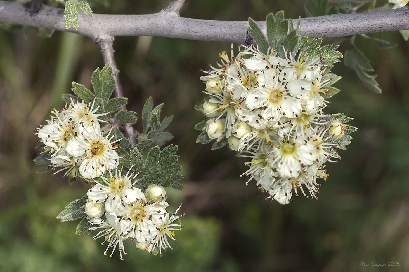 Изображение особи Crataegus orientalis.