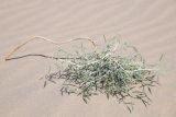 genus Astragalus