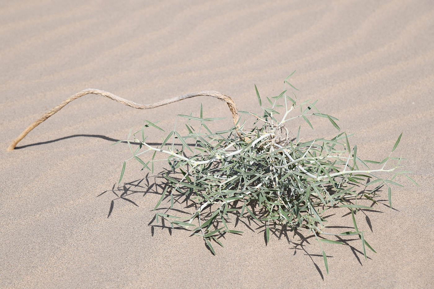 Image of genus Astragalus specimen.