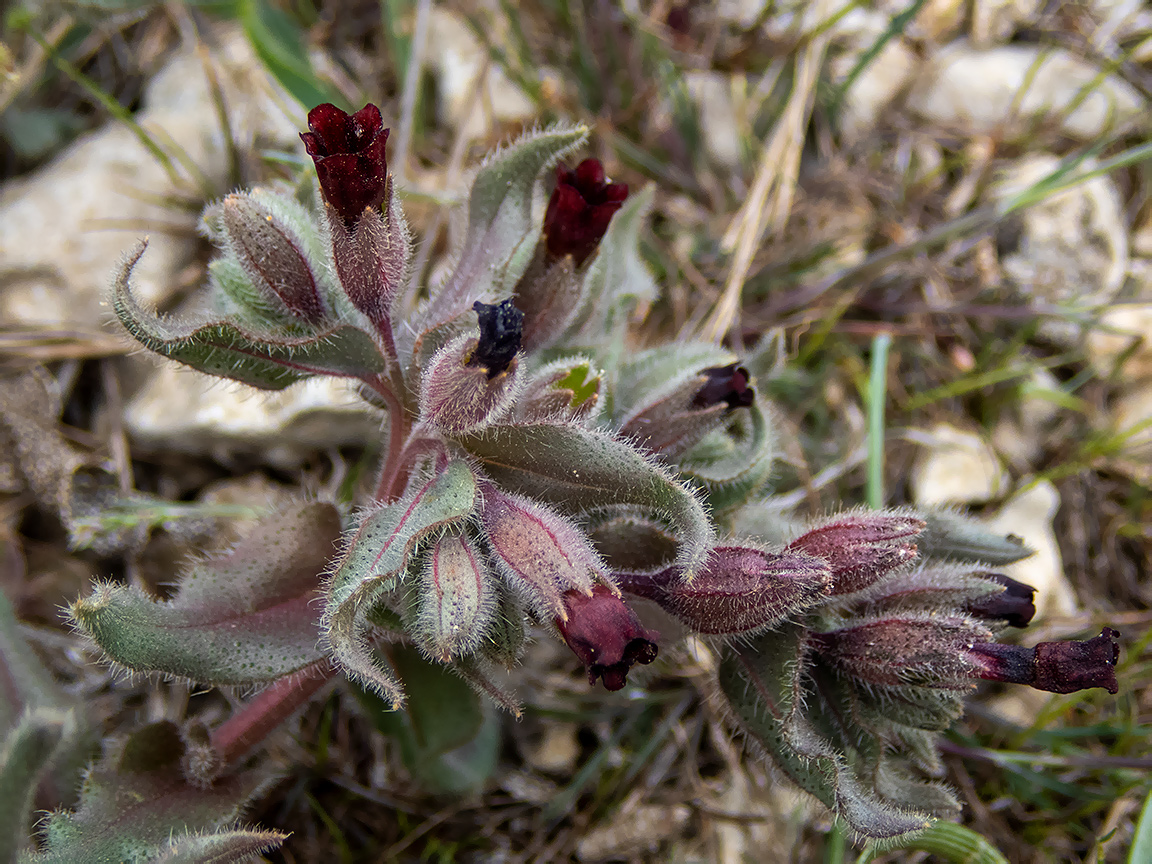 Image of Nonea taurica specimen.