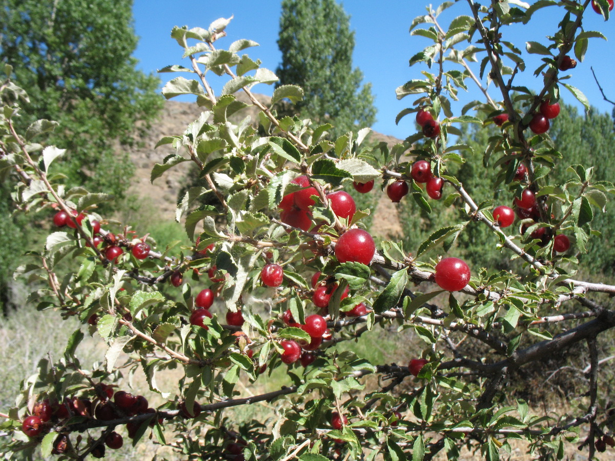 Image of Cerasus erythrocarpa specimen.