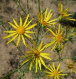 Senecio borysthenicus