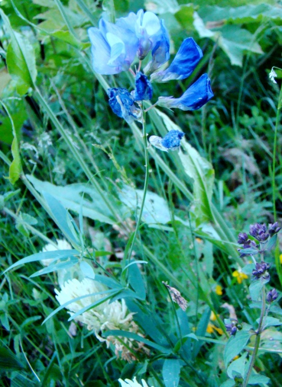 Изображение особи Lathyrus ciliatidentatus.