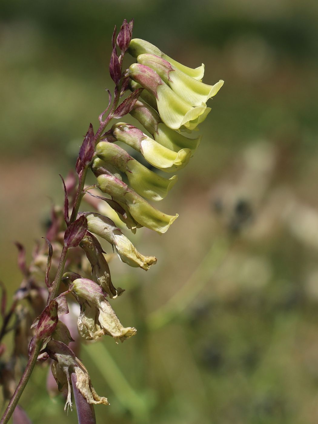 Изображение особи Astragalus aksuensis.