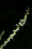Melilotus albus