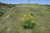 genus Ferula