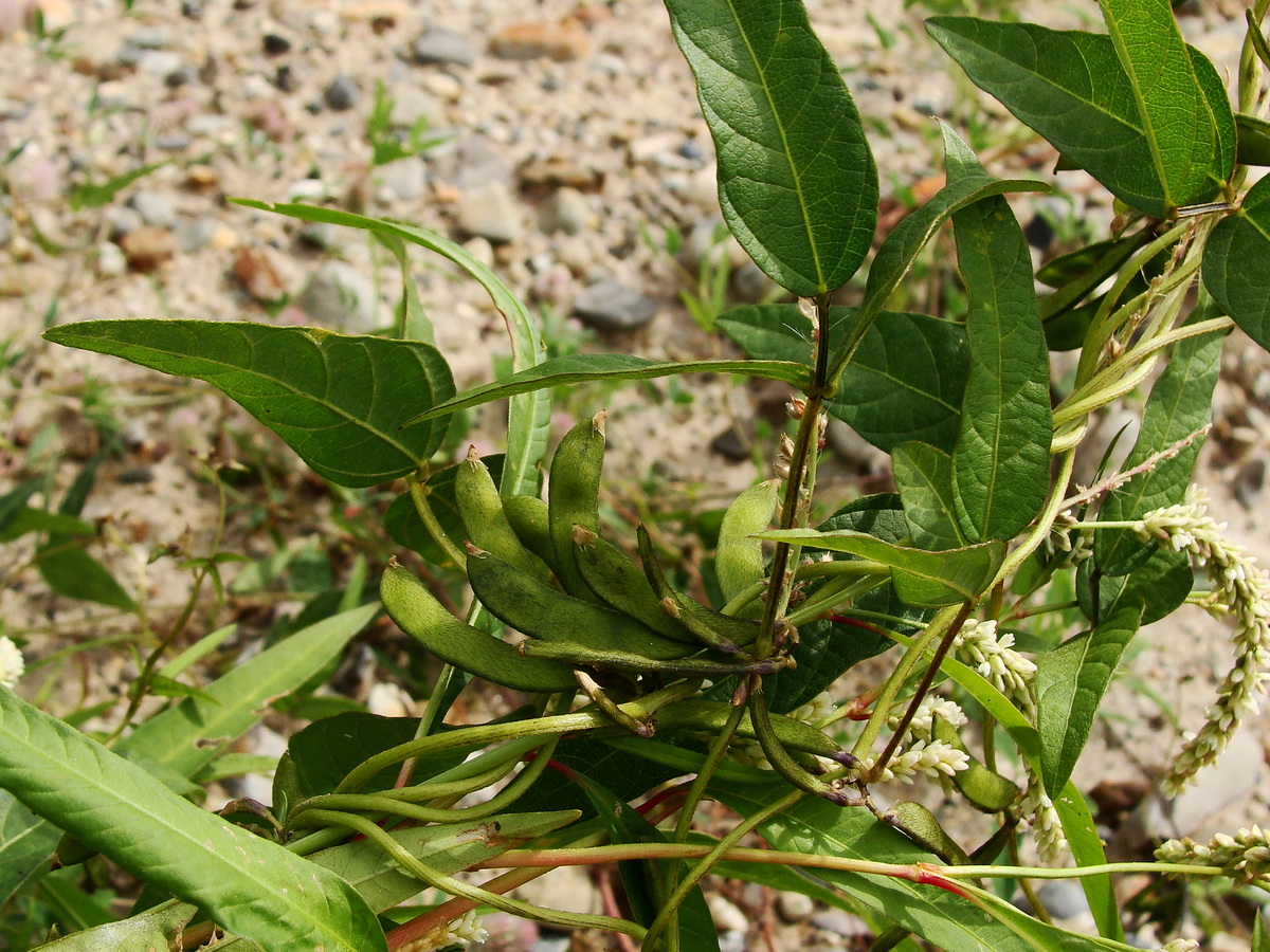 Image of Glycine soja specimen.