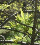 род Fraxinus