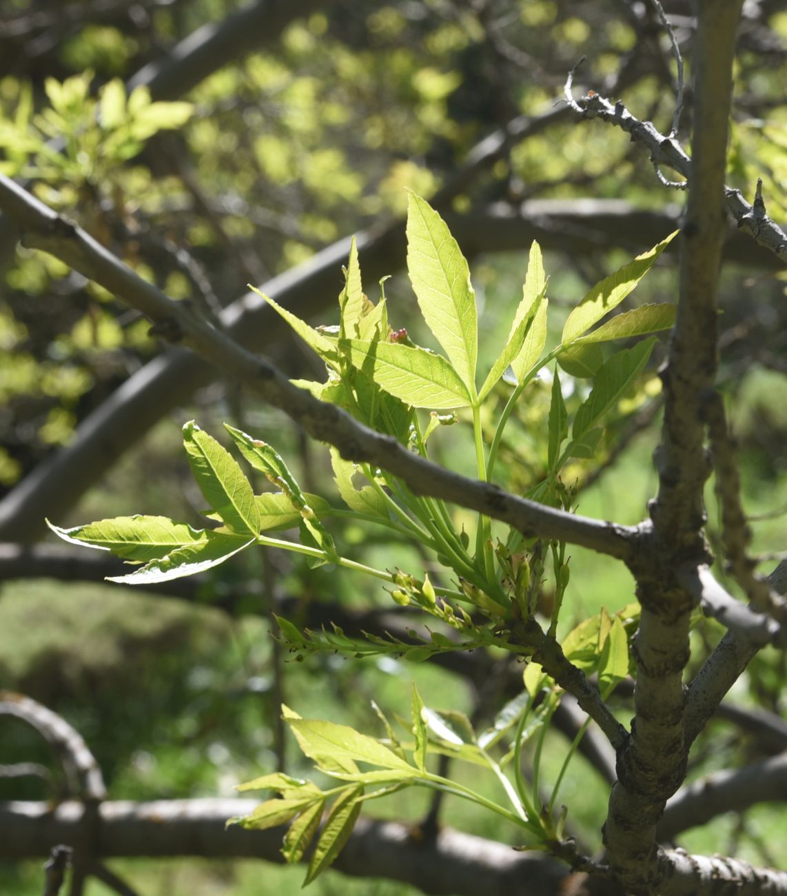 Image of genus Fraxinus specimen.