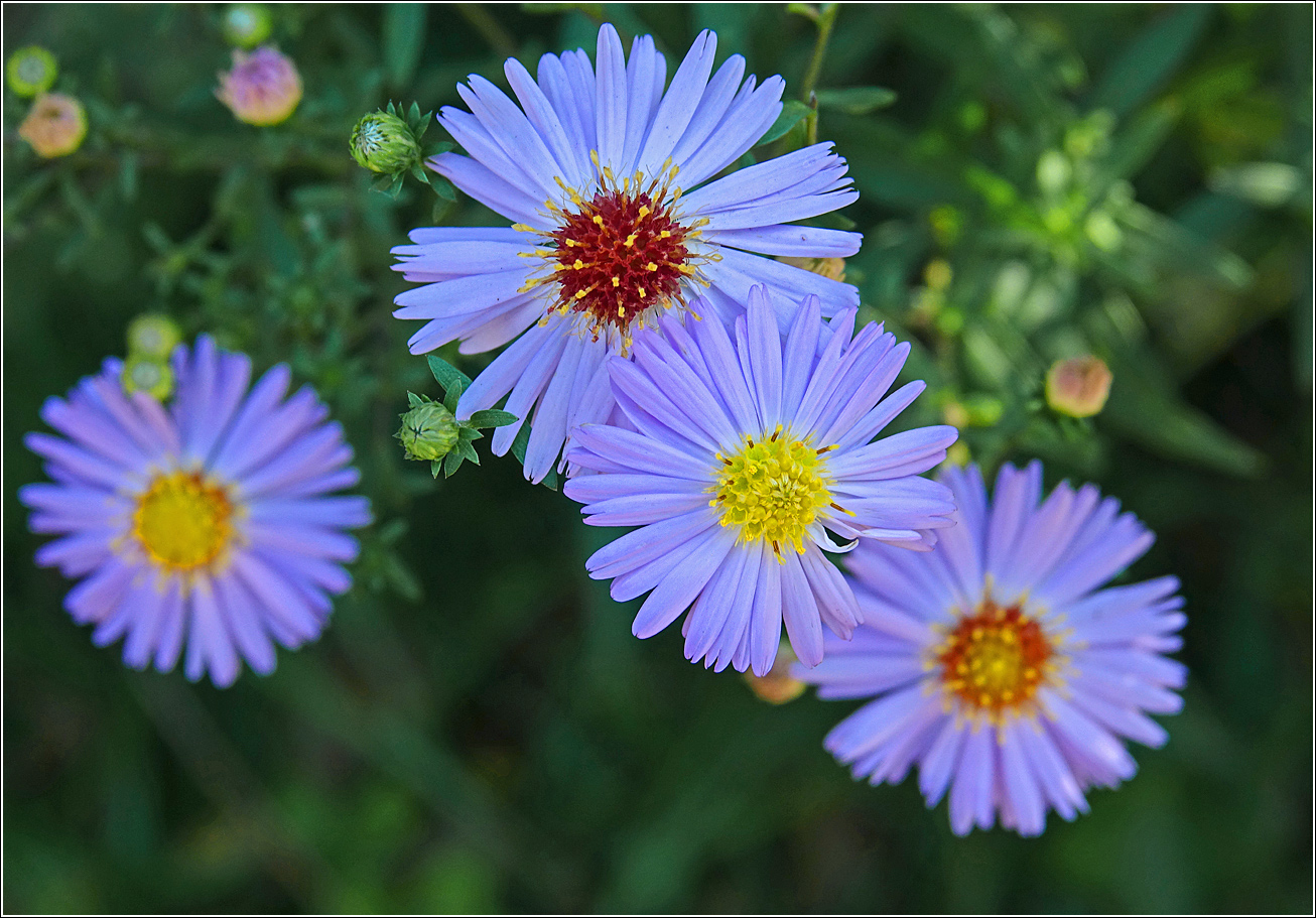 Image of genus Symphyotrichum specimen.