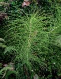 Equisetum telmateia. Вегетирующее растение. Португалия, Азорские о-ва, о-в Сан-Мигел, р-н Порту-Формозу, опушка смешанного леса. 12.08.2025.