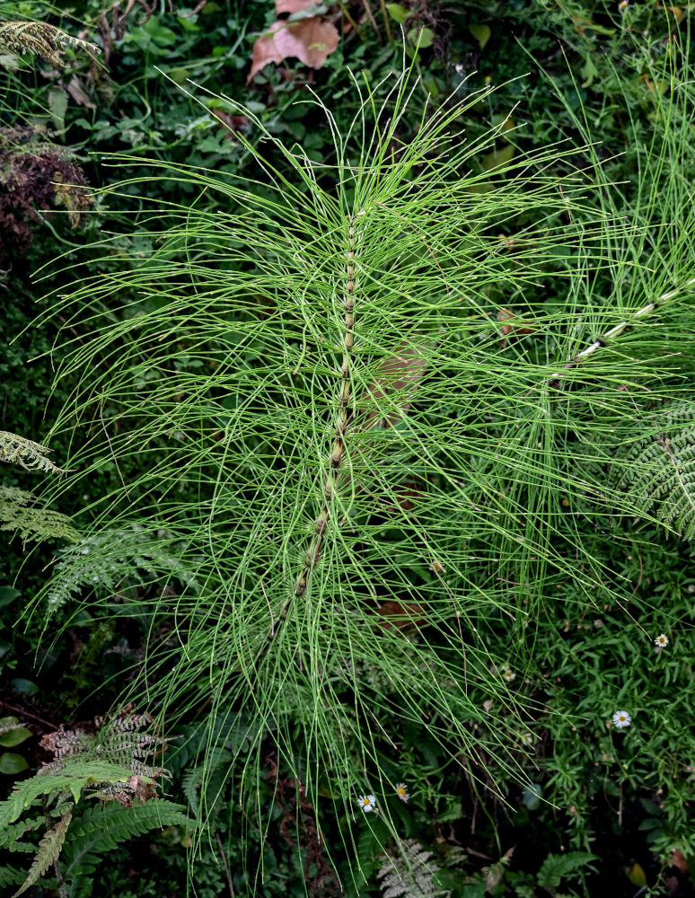 Изображение особи Equisetum telmateia.