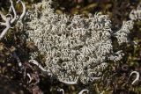 genus Cladonia