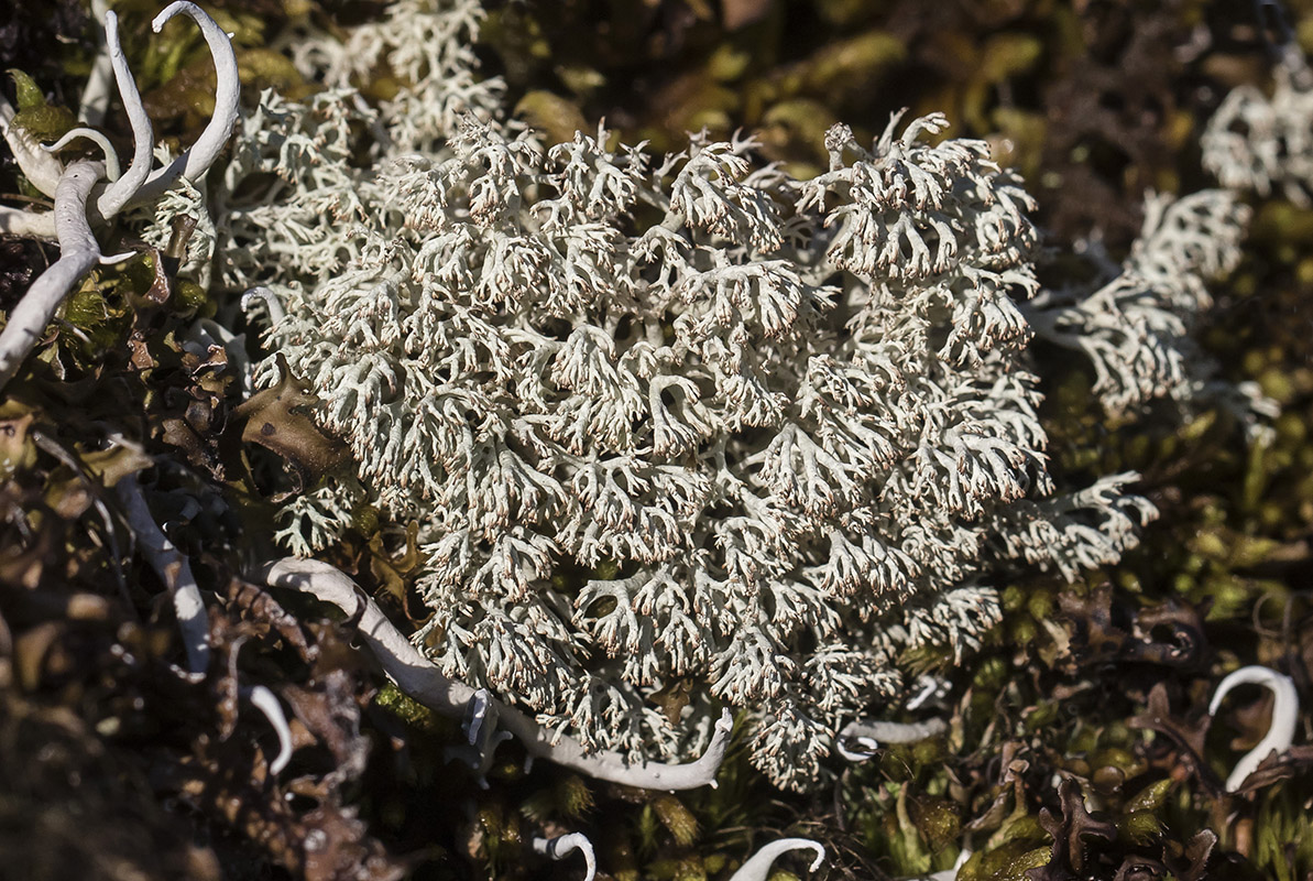 Image of genus Cladonia specimen.