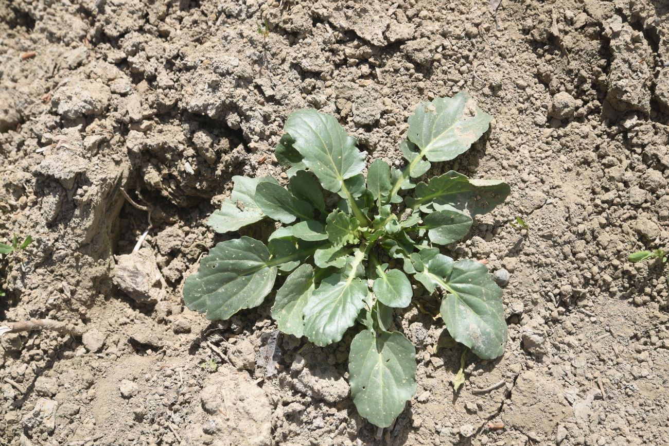 Изображение особи семейство Brassicaceae.