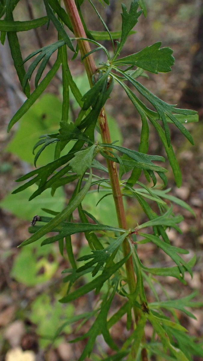 Изображение особи Artemisia desertorum.