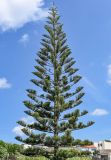 Araucaria heterophylla. Крона взрослого дерева. Португалия, Азорские о-ва, о-в Сан-Мигел, р-н Агуа-де-Пау, в культуре. 14.08.2025.